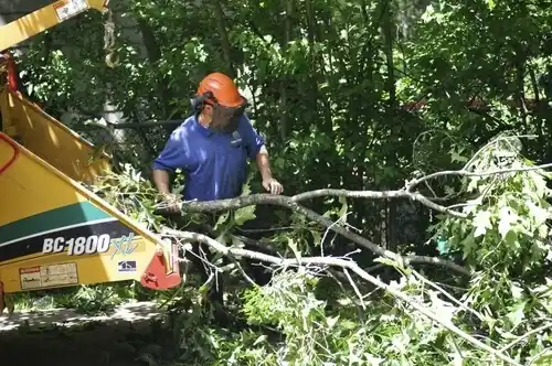 tree services Devils Lake